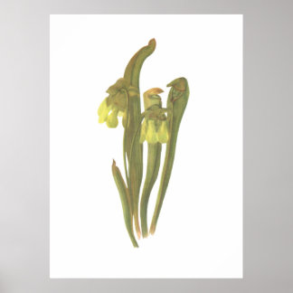 Póster Planta Carnívora - Sarracenia minor