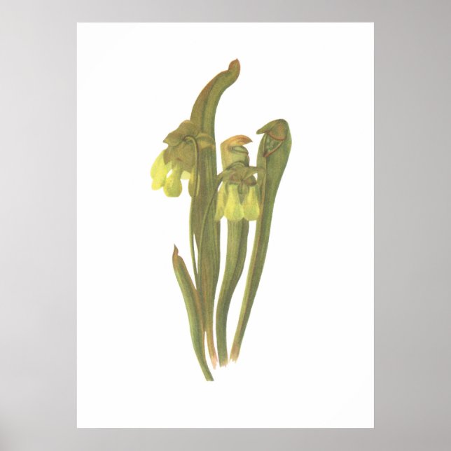 Póster Planta Carnívora - Sarracenia minor (Frente)