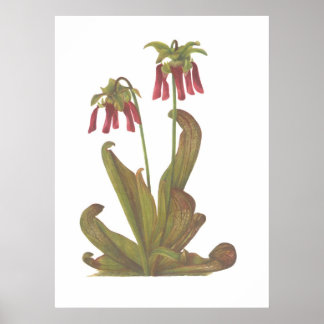 Póster Planta Carnívora - Sarracenia psittacina