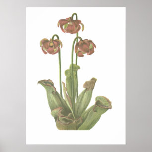 Poster Planta Carnívora - Sarracenia purpurea