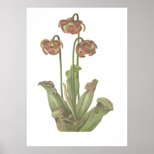 Poster Planta Carnívora - Sarracenia purpurea (Frente)
