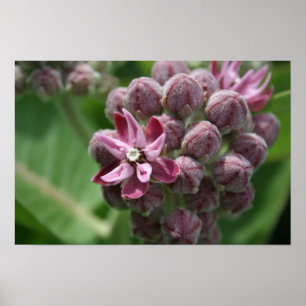 Póster Planta comum da flor do milkweed