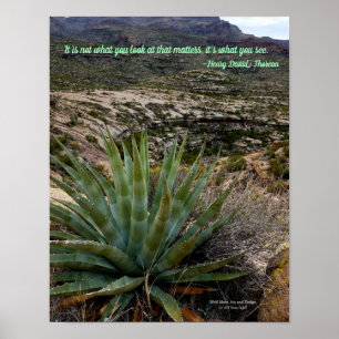 Poster Planta da agave do verde azul na arizona das