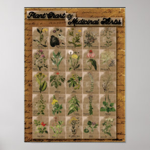 Póster Planta das Plantas Medicinais 1 24" x 20"