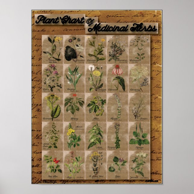 Póster Planta das Plantas Medicinais 1 24" x 20" (Frente)