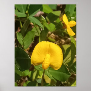 Poster Planta de amendoim perene Grande Ilha Hawaii