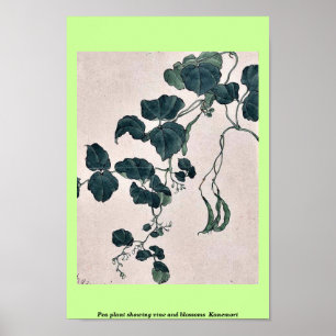 Póster Planta de ervilha que mostra a videira e as flores