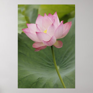 Póster Planta de flor de Lótus (Nelumbo nucifera), vista 