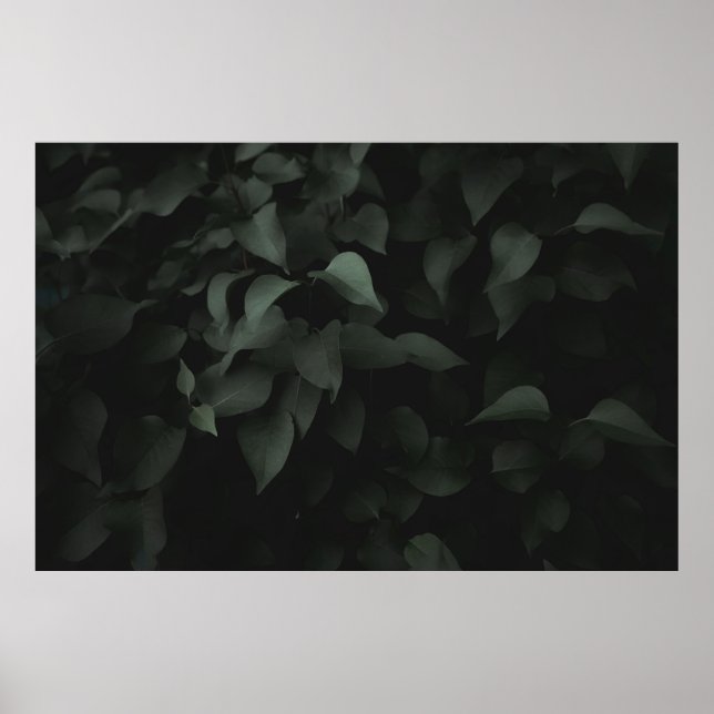 POSTER PLANTA DE FOLHA VERDE (Frente)