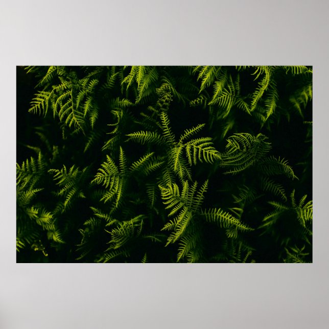 POSTER PLANTA DE FOLHAS VERDE E AMARELO (Frente)