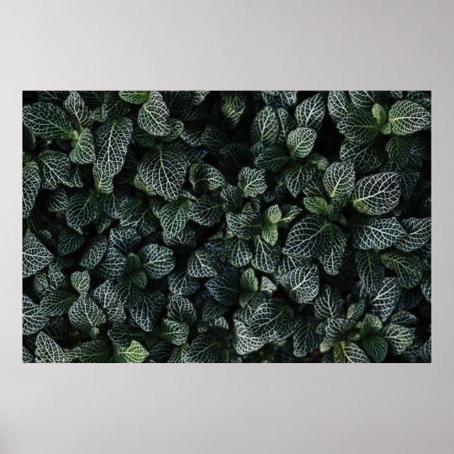 POSTER PLANTA DE FOLHAS VERDE E BRANCA (Frente)