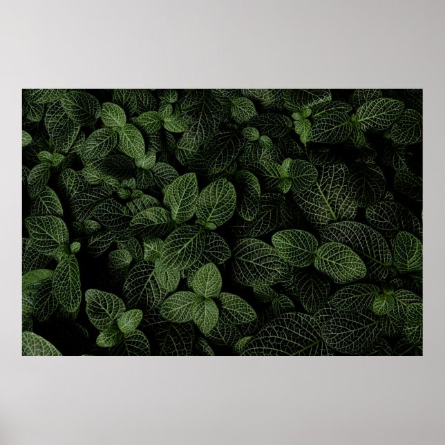 POSTER PLANTA DE FOLHAS VERDE E BRANCA (Frente)