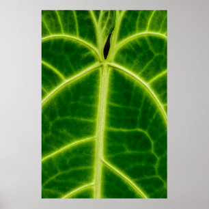 Poster Planta de folhas verdes