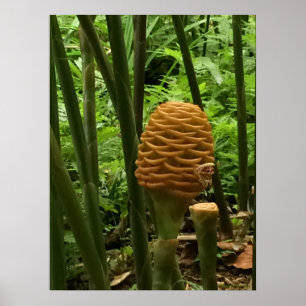 Póster Planta de Gengibre Colmeia Dourada