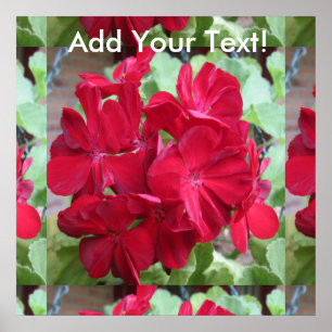 Poster Planta de Gerânio Red Floral
