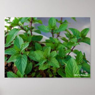 Poster Planta de Hortelã Herbácea