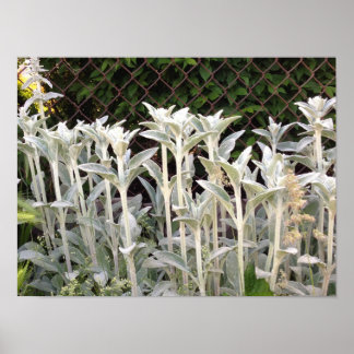 Poster Planta De Orelha De Borregos