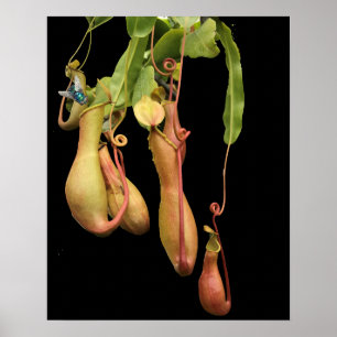 Poster Planta de Pitcher Tropical e Bluegarrafa