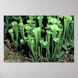 Póster Planta de Pitcher Verde