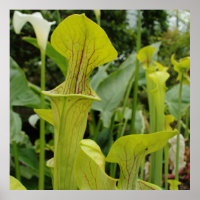 Planta de Pitcher Verde Carnívora