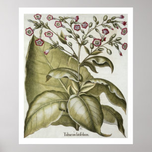 Póster Planta de tabaco, do "Hortus Eystettensis" por B