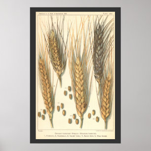 Poster Planta de Trigo Resistente à Seca, Agricultura Vin