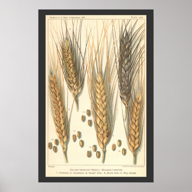 Poster Planta de Trigo Resistente à Seca, Agricultura Vin (Frente)