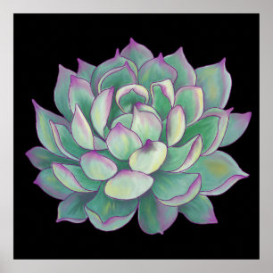 Póster Planta do Succulent