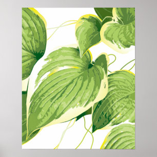 Poster Planta Ficus 2