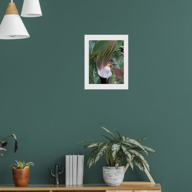Poster Planta Floral de Jack-in-the-Pulpit (Sala de Estar 1)