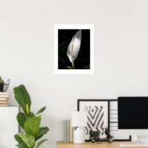 Planta Floral de Lírio da Paz Branco