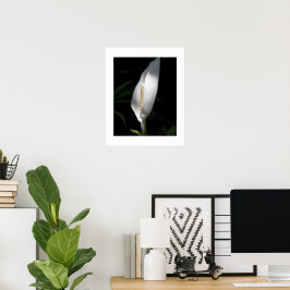 Poster Planta Floral de Lírio da Paz Branco