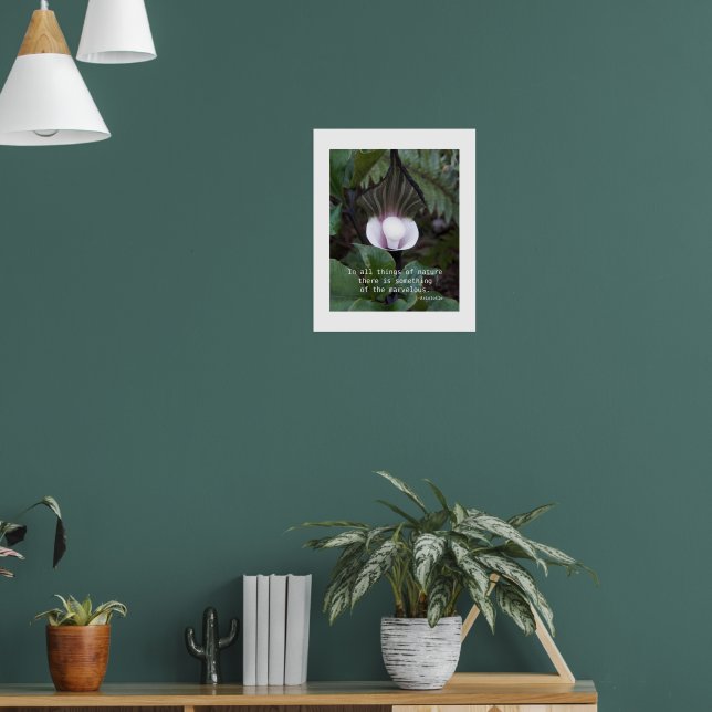 Poster Planta Jack-in-the-Pulpit Citação de Aristóteles s (Sala de Estar 1)