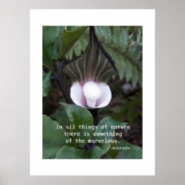Poster Planta Jack-in-the-Pulpit Citação de Aristóteles s