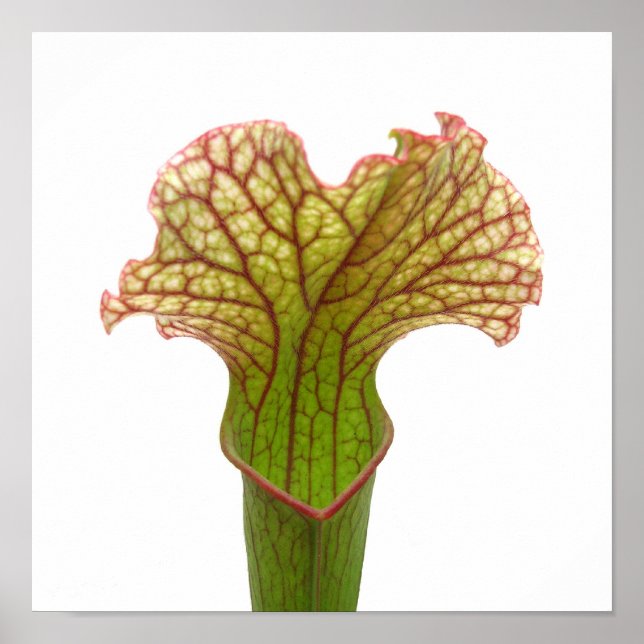 Póster Planta Jarro (Frente)