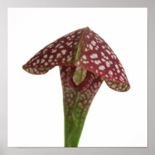 Póster Planta Jarro de Capuz Vermelho e Branco
