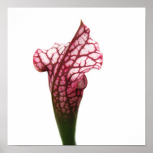Póster Planta Jarro Marrom e Branco