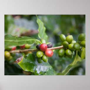Poster Planta Jovem de Café