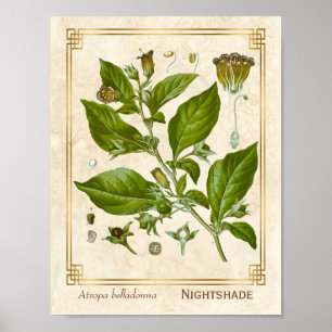 Poster Planta Medicina Vintage Nightshade Belladonna Herb