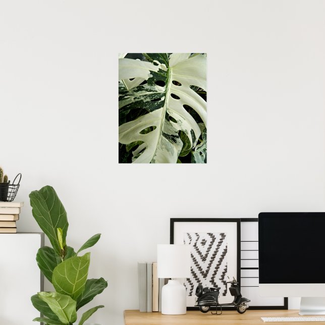 Poster Planta Monstera Variegada Botânica (Escritório em casa)