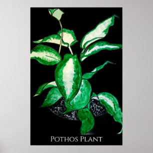 Poster Planta Pothos