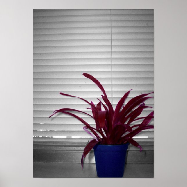 Póster Planta Púrpura (Frente)