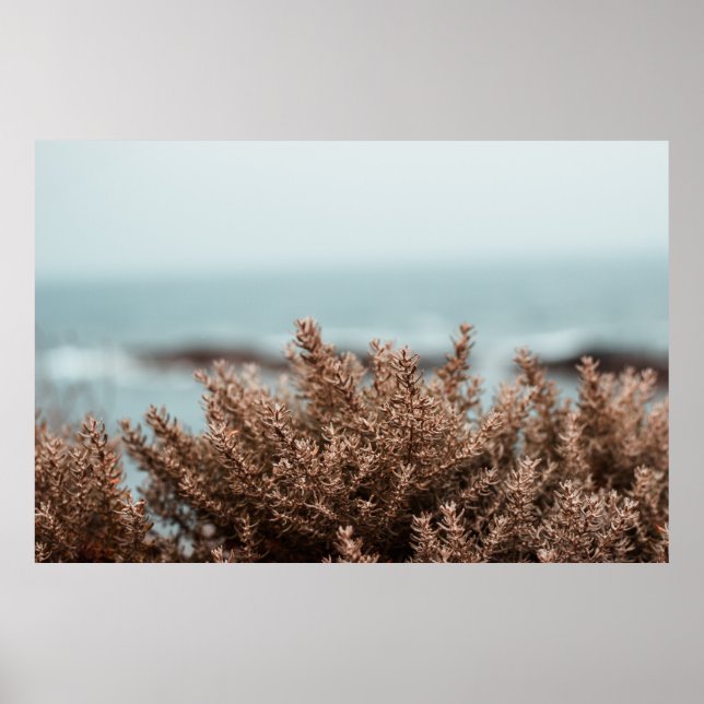 POSTER PLANTA ROWN NA FOTOGRAFIA DE FECHAMENTO (Frente)