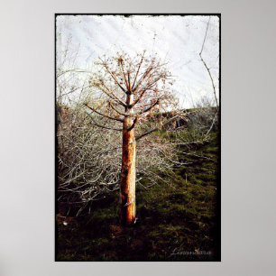 Poster Planta seca da férula em Tajikistan