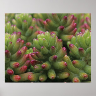 Póster planta Sedum, Museu do Deserto de Arizona-Sonora,