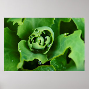 Poster Planta suculenta em close-up com gotas de água