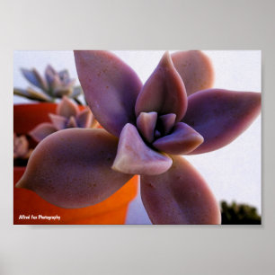 Poster Planta suculenta Ghost-plant em close-up