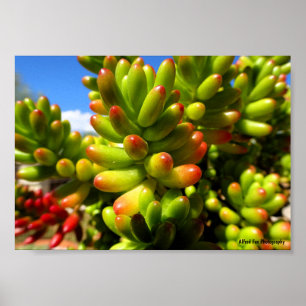 Poster Planta Suculenta Jelly Bean