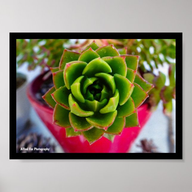 Poster Planta Suculenta Lipstick Echeveria (Frente)
