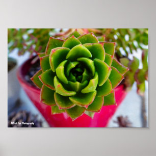 Poster Planta Suculenta Lipstick Echeveria